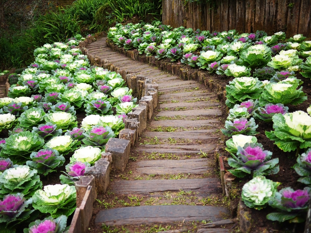 Ornamental Kale